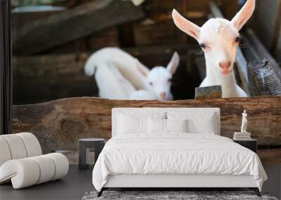 little white goats standing in wooden shelter and looking at the camera.  Wall mural