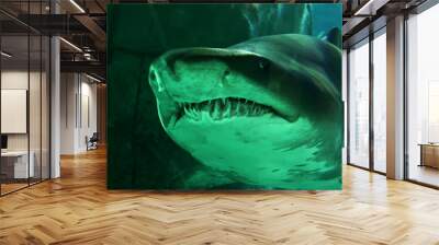 Sand shark, close-up view Wall mural