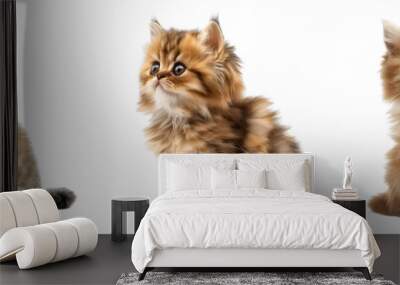 Set of cute Persian kitten with fluffy fur sitting and looking curiously isolated on a transparent background Wall mural