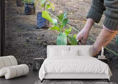 Garden worker hands carefully plant  4 Wall mural