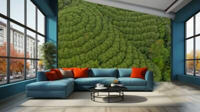 Aerial view rubber tree forest, Top view of rubber tree and leaf plantation. Wall mural