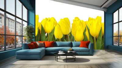 line of yellow tulips Wall mural