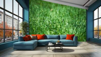 close up of green grass Wall mural