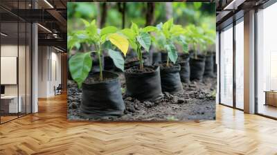 Row of young seedlings planted in black plastic bags in a garden, symbolizing growth, agriculture, and sustainable farming practices. Wall mural