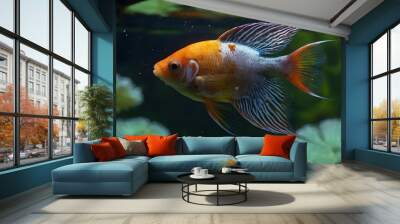 goldfish in aquarium Wall mural