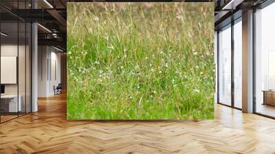 Grass field with little white flowers Wall mural