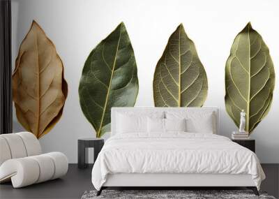 Dried bay leaves in different stages of drying, isolated on white background. Wall mural