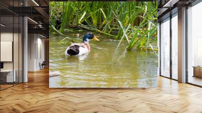 duck in pond Wall mural