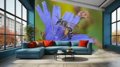 bee pollinating flower  Wall mural