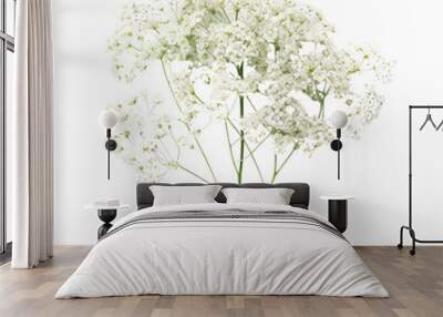 White delicate baby's breath flowers isolated on a transparent background, perfect for floral arrangements and design purposes. Wall mural