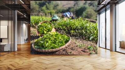 A basket filled with green tea after harvesting from a high mountain at tea plantation,Natural selected , Fresh tea leaves in tea farm in Chiang mai, Thailand. Wall mural