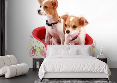 Chihuahua dog standing in bed Wall mural