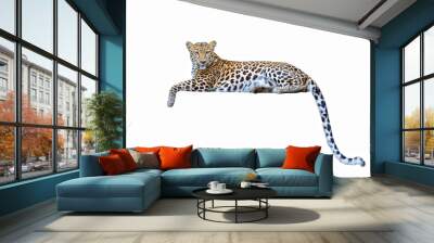 leopard isolated on white background Wall mural