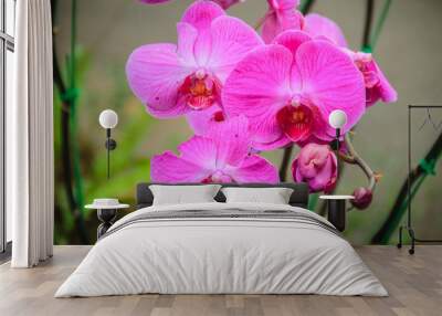 Beautiful pink moth orchids (Phalaenopsis) flowers in the garden. Phalaenopsis is one of the most popular orchids in the trade, through the development of many artificial hybrids. Wall mural