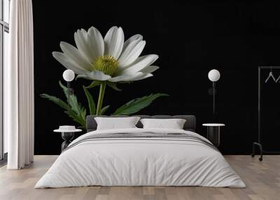 A white flower against a black background Wall mural