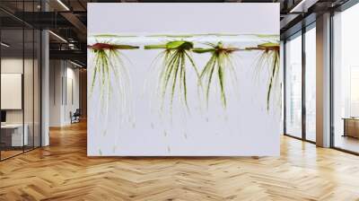 side view of small aquatic plants duckweed floating on water in glass tank Wall mural