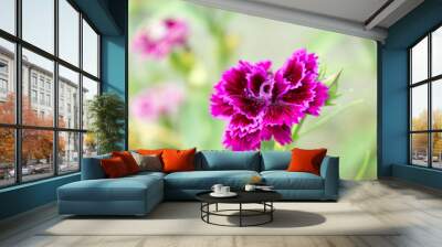 Pink flowers bloom in the garden with blurred background Wall mural