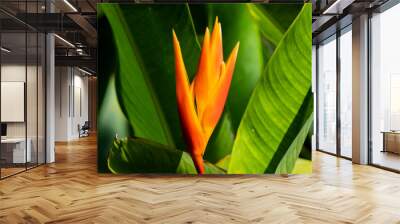 Orange and Yellow Heliconia flower Wall mural