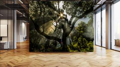 Tyndall effect in a forest Wall mural