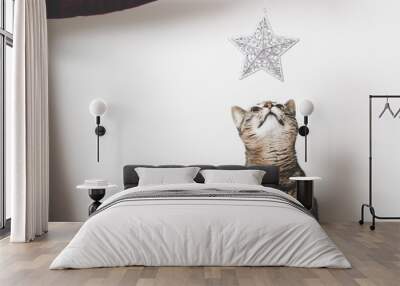 Cat looking at Christmas decoration Wall mural