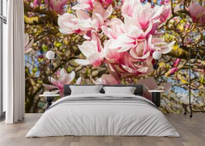 beautiful magnolia trees in full blossom with pink and white flowers, springtime park background Wall mural