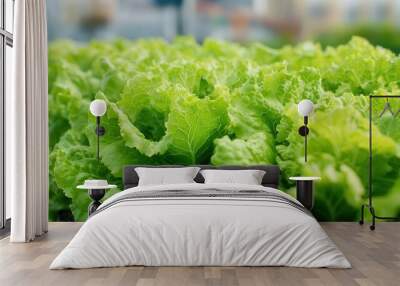 A close-up of organic lettuces growing in a small urban garden, with city buildings in the background, photorealistic, hyper-resolution, thriving and sustainable urban farming Wall mural