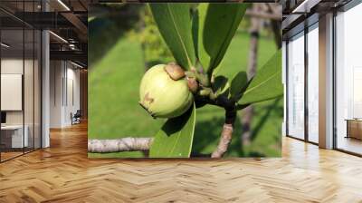 Young fruit of Pitch Apple and leaves on branch. Another name is Copey Clusia, Balsam Apple, Antognaph Tree. Leaf is egg shape and green fruit is poisonous. Wall mural