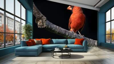 Cardinal on Reelfoot lake in Tennessee during the summer Wall mural