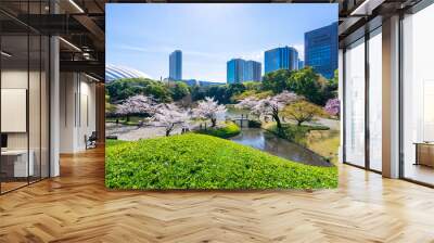 Tokyo, Japan - March 30, 2018 :Koishikawa Korakuen Garden is popular cherry blossom spot in Tokyo,Japan Wall mural