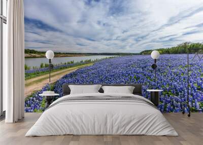 Texas Bluebonnet filed  in Muleshoe bend recreation area near Au Wall mural