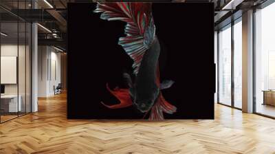 Rhythmic of the  beautiful moving moment of betta Siamese fighting fish isolated on black background Wall mural