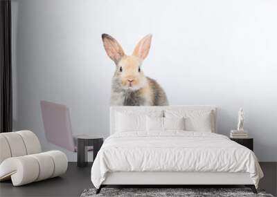 bunny with laptop. Easter animal rabbit education technology concept. Adorable furry baby rabbit use laptop  Wall mural