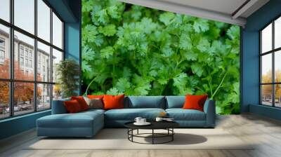 Coriander leaves in vegetables garden. Fresh cilantro leaves in  vegetables farm.  food and agriculture concept design. Organic coriander leaves background. Wall mural