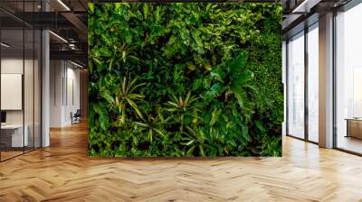 Nature green background, tropical leaf banner or floral forest concept. Herb wall, Plant wall, Natural green wallpaper and background. Nature wall.  Wall mural