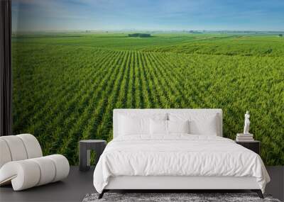 Sugar Cane farm. Sugar cane fields view from the sky. Drone photo of cane sugar. Sugarcane field in blue sky and white cloud. Aerial view or top view of Sugarcane or agriculture. Wall mural