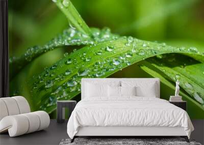 dew drops on a green leaf on blurred green background Wall mural