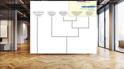 Phylogenetic tree and the differentiation between human, chimpanzee and other primate isolated in the background.	 Wall mural