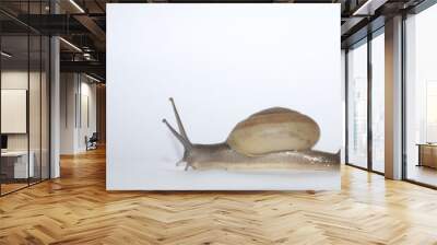 Slow life snail on white background Wall mural