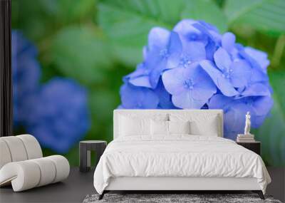 Beautiful blue hydrangea in bright garden for wallpaper/postcards/wedding bouquet. On spring/early summer Wall mural