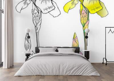 graphic the branch flower yellow Iris Wall mural