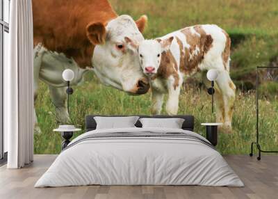 new born calf Wall mural