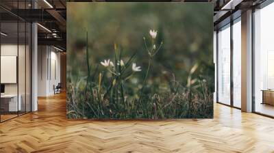 Small white flowers Wall mural