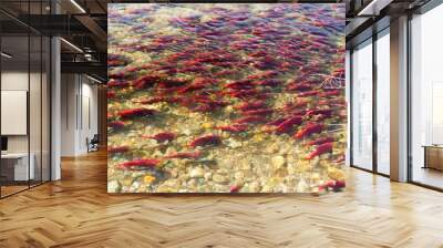 Colorful Spawning Salmon swimming in river Wall mural