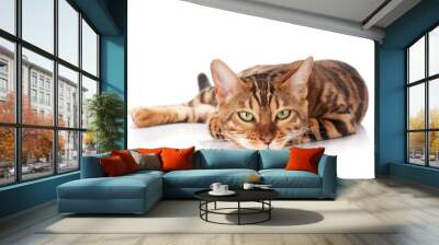 Bengal cat Wall mural