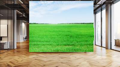 Green grass field and blue sky Wall mural