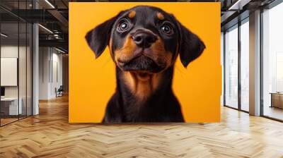 Beautiful doberman dog posing on yellow background Wall mural