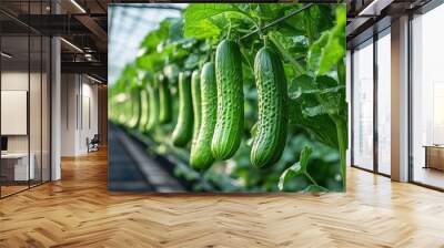 Cucumbers growing under sun in greenhouse Wall mural