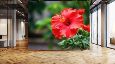 Red hibiscus flower on a green background. In the tropical garden. Wall mural