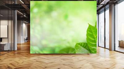 Nature green leaf in summer sunlight with blurred soft green garden in background, Panoramic natural green freshness plants background wallpaper concept Wall mural