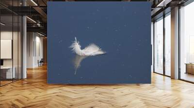  white feather floats on calm water Wall mural